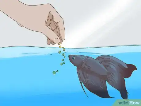 Image titled Play With Your Betta Fish Step 5
