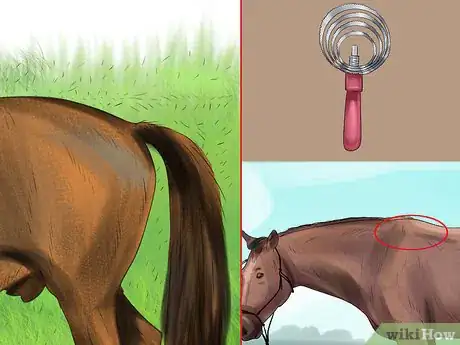 Image titled Use a Curry Comb on a Horse Step 5