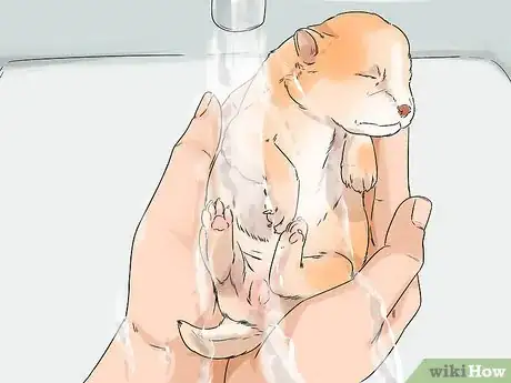 Image titled Give a Newborn Puppy a Bath Step 7