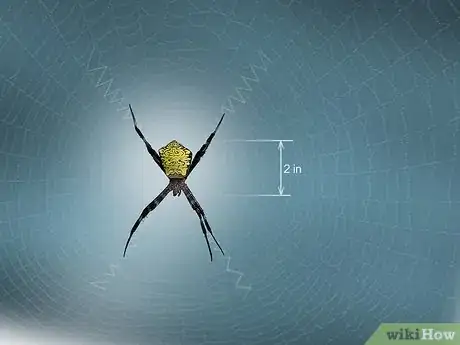 Image titled Identify a Banana Spider Step 15
