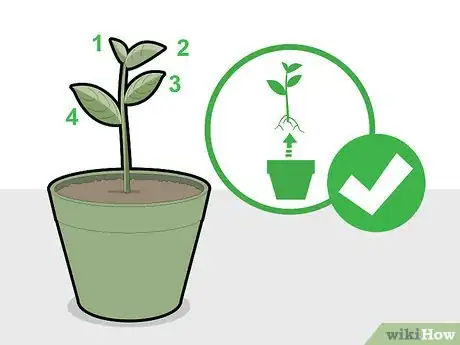 Image titled Grow Jackfruit Step 9