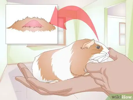 Image titled Diagnose Lumps in Guinea Pigs Step 1