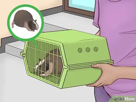 Image titled Care for a Pregnant Guinea Pig Step 3