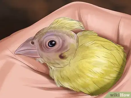 Image titled Get a Canary to Sing Step 12