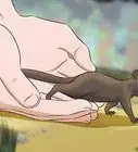 Raise a Baby Squirrel