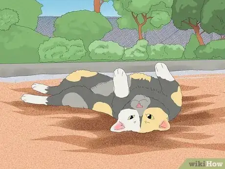 Image titled Why Do Cats Roll in Dirt Step 4