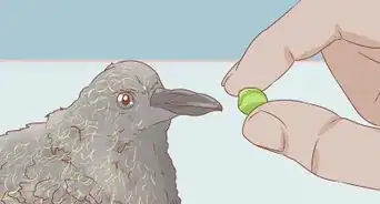 Feed a Baby Pigeon