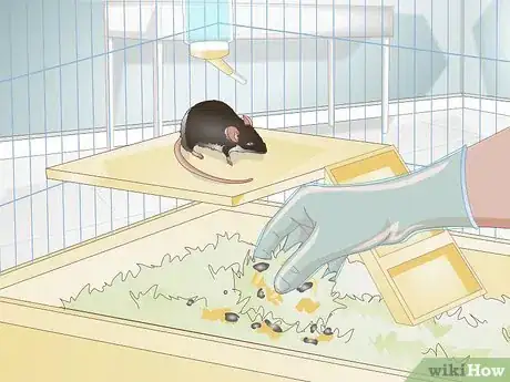 Image titled Clean a Rat's Cage Step 15