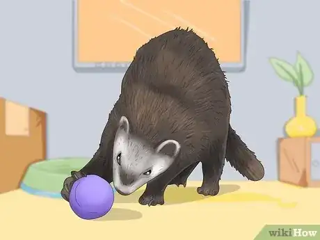 Image titled Decide if a Ferret Is the Right Pet for You Step 2