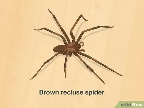 Image titled Identify a Wolf Spider Step 5