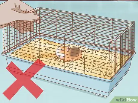 Image titled Help Your Guinea Pig Adjust to You Step 5