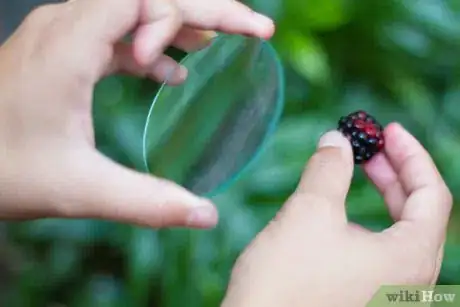 Image titled Tell Raspberries and Blackberries Apart Step 2