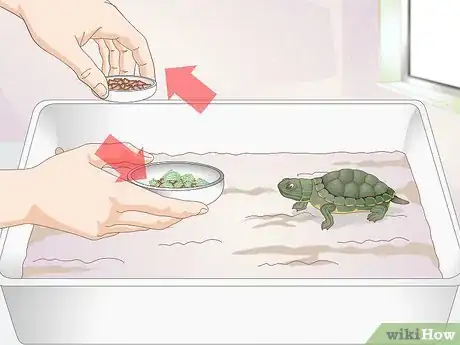 Image titled Feed a Baby Turtle Step 7