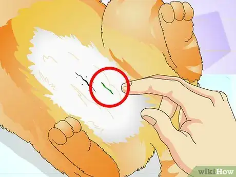 Image titled Tell if a Cat Is Spayed Step 3
