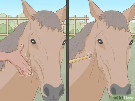 Image titled Raise Horses Step 16