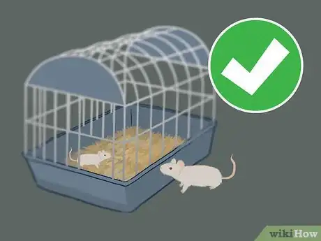 Image titled Breed Mice Step 1