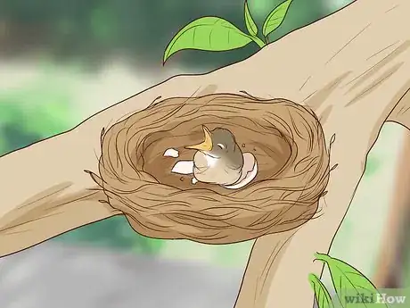 Image titled Care for Wild Baby Birds Step 1