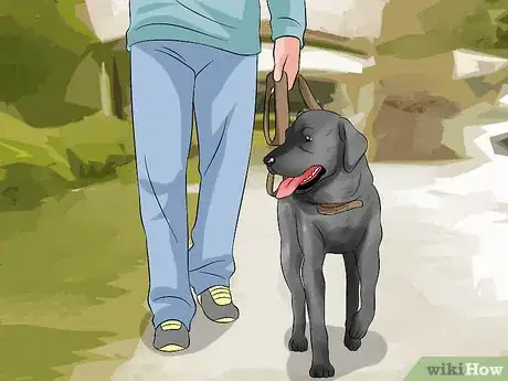 Image titled Make Your Labrador Retriever Happier Step 1