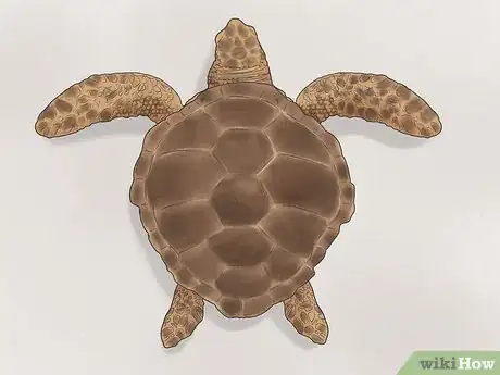 Image titled Identify Turtles Step 14
