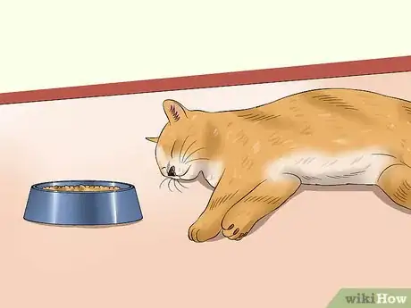 Image titled Prevent Feline Panleukopenia (Distemper) Step 7