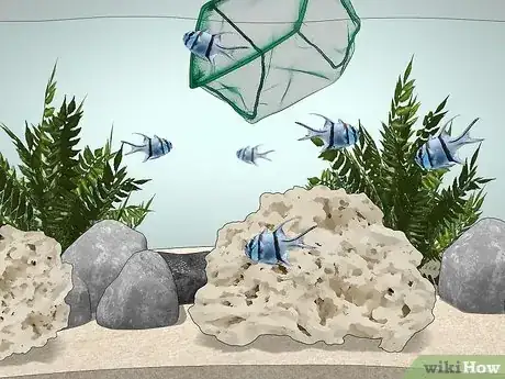 Image titled Start a Saltwater Aquarium Step 35