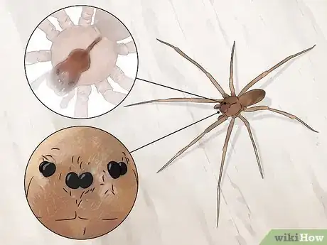 Image titled Identify Spiders Step 1