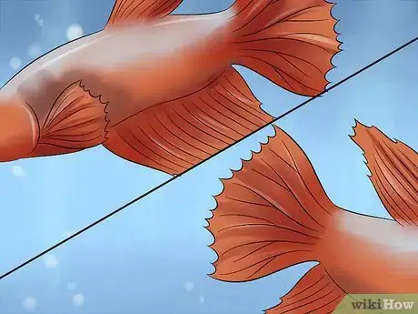 Image titled Identify Different Betta Fish Step 6