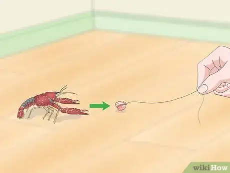 Image titled Play With a Crayfish Step 13