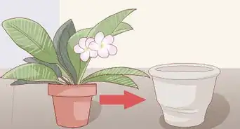 Grow a Plumeria