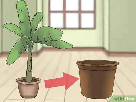 Image titled Grow Banana Trees in Containers Step 13