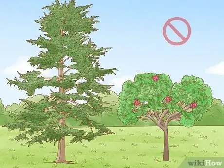 Image titled Plant Cedar Trees Step 3