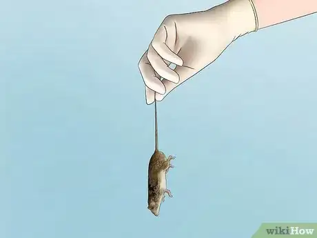 Image titled Get Rid of Mice in the Walls Step 5