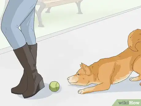 Image titled Train a Shiba Inu Step 17