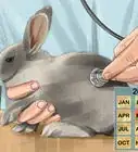 Tell if Your Rabbit Is in Pain