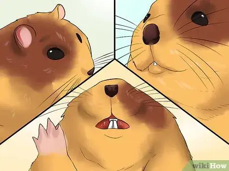 Image titled Know if Your Hamster Is Dying Step 7