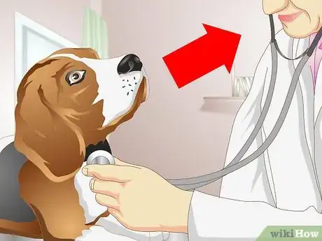 Image titled Get a Sick Dog to Drink Step 4