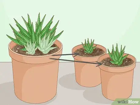 Image titled Care for a Zebra Succulent Step 12