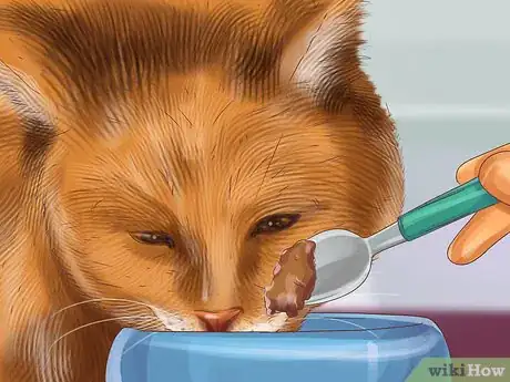 Image titled Feed Different Diets to Multiple Cats Step 8