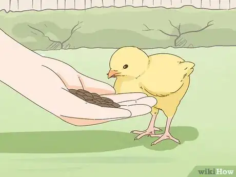 Image titled Tame a Chicken Step 3