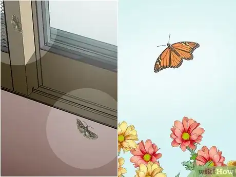 Image titled Identify Moths Step 2