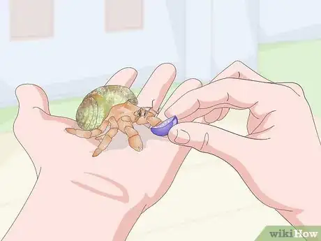 Image titled Care for Land Hermit Crabs Step 15