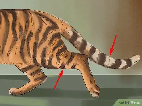 Image titled Identify a Toyger Step 4