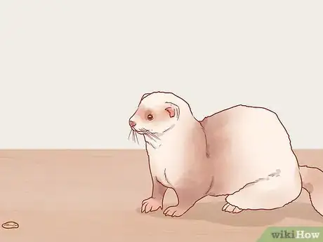 Image titled Train Your Ferrets to Do Tricks Step 14