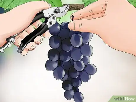 Image titled Harvest Grapes Step 9
