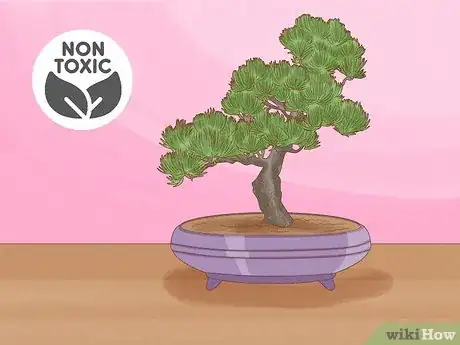 Image titled Are Bonsai Trees Poisonous to Cats Step 9