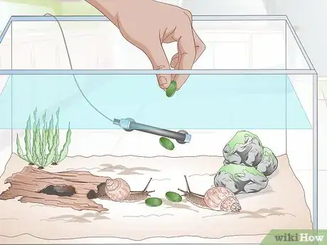 Image titled Take Care of a Freshwater Snail Step 11
