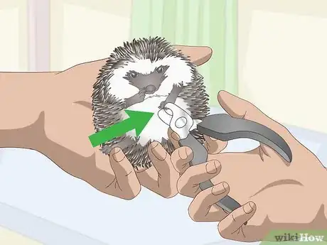 Image titled Bathe a Pet Hedgehog Step 10