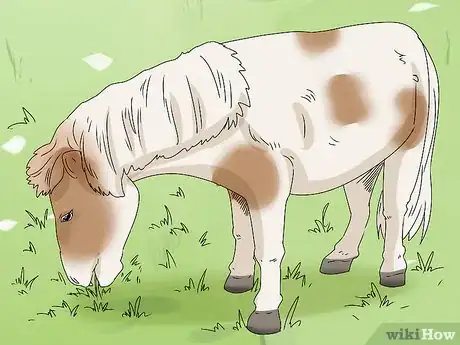 Image titled Keep a Miniature Horse Fit Step 17
