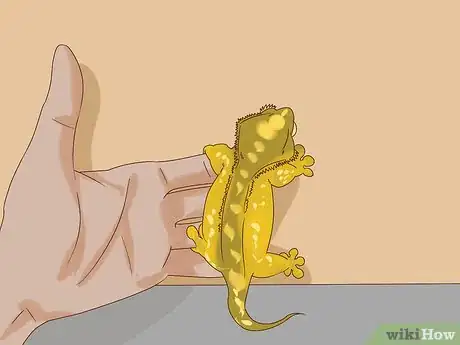Image titled Care for a Crested Gecko Step 13