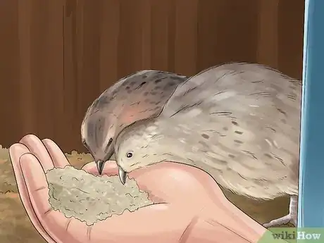 Image titled Tame a Baby Quail Step 11